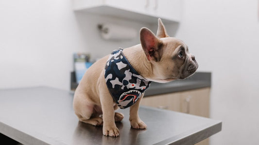 ¿Cómo comunicarse con un Veterinario en Línea? Guía para Dueños de Mascotas
