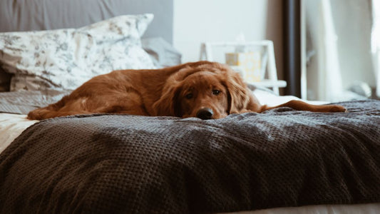 ¿Cómo funciona un hotel para perros sin jaulas?