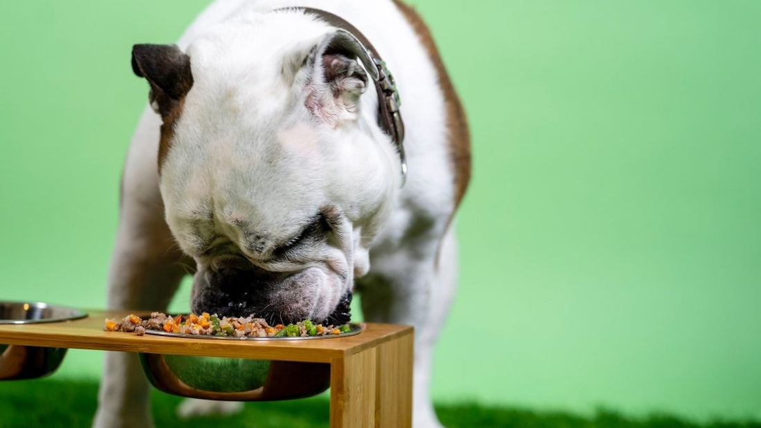 ¿Los Perros Pueden Comer Pollo?