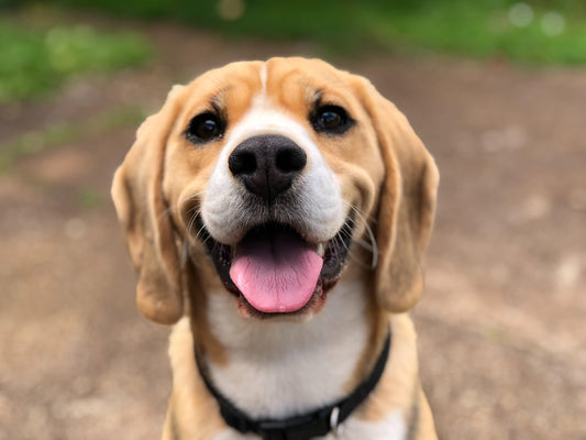 Tips de Alimentación para tu Perro este 2021