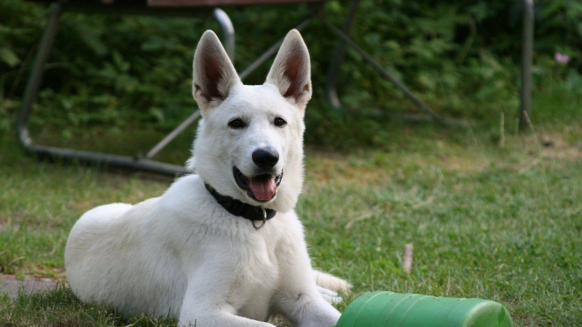 se puede vacunar a un perro contra la rabia antes de tiempo