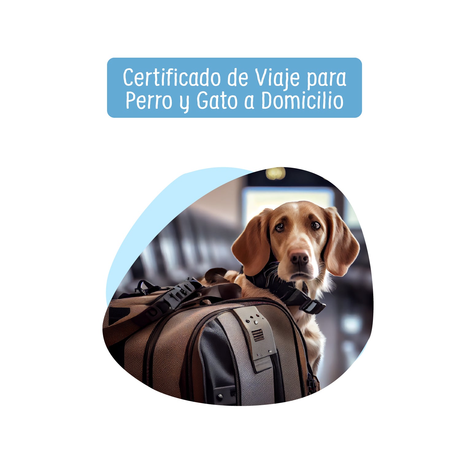 Certificado de Viaje Para Perro y Gato a domicilio Petzer