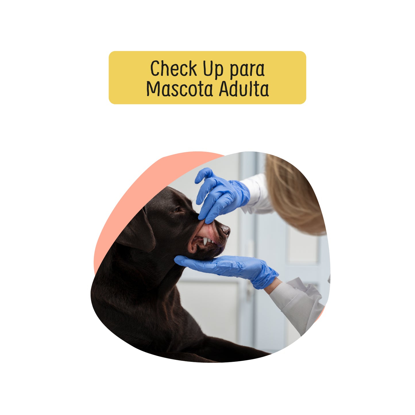 Check Up Anual para Perro o Gato Adulto a Domicilio Petzer