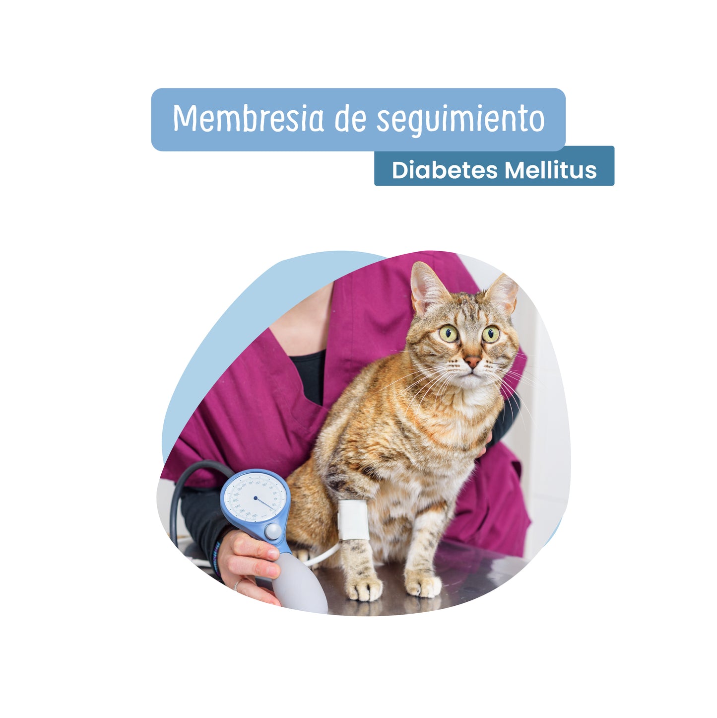 Tratamiento a Diabetes Mellitus para Perro y Gato| Servicios de salud a domicilio | Petzer