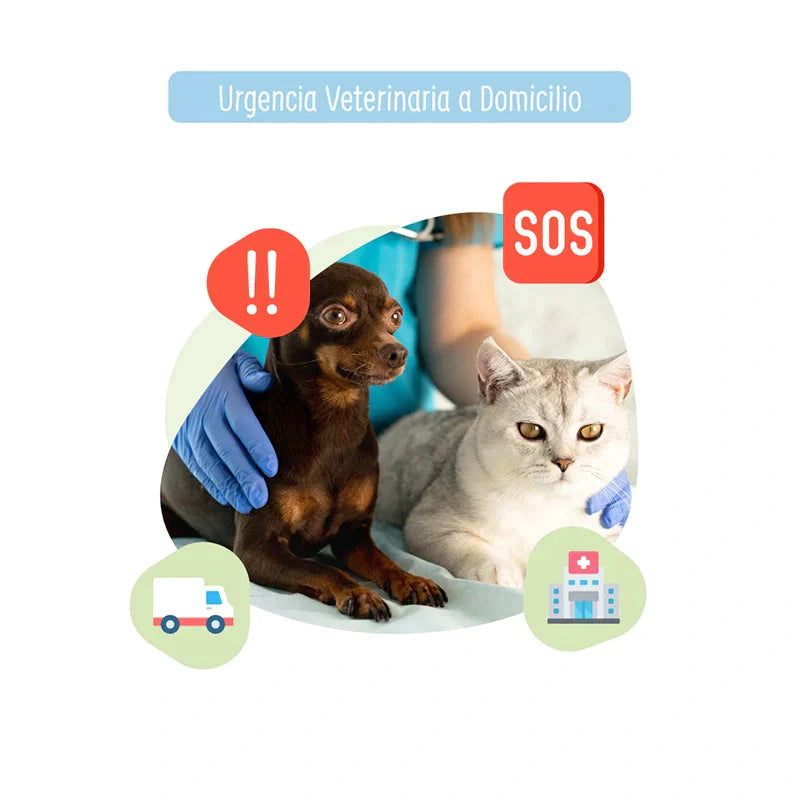 Urgencia Veterinaria con Traslado a Clínica