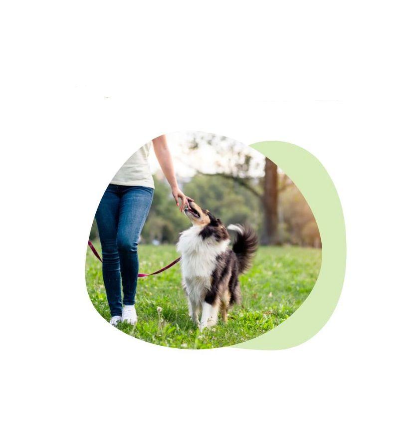 Promo Rutinas de Paseos 1 Mes (Lunes a Domingo) Petzer©