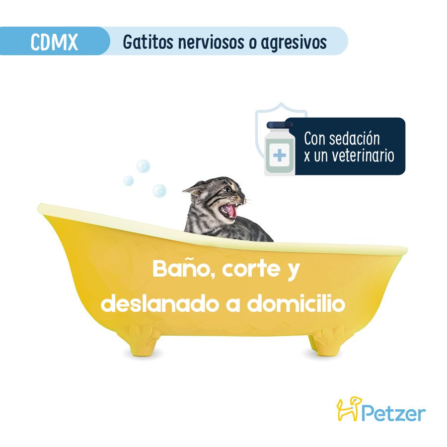 Baño, corte y deslanado profesional para gato senior nervioso o agresivo en domicilio en CDMX.