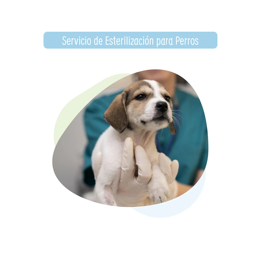 Esterilización para Perro a Domicilio
