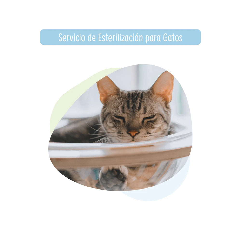 Esterilización para gato a Domicilio