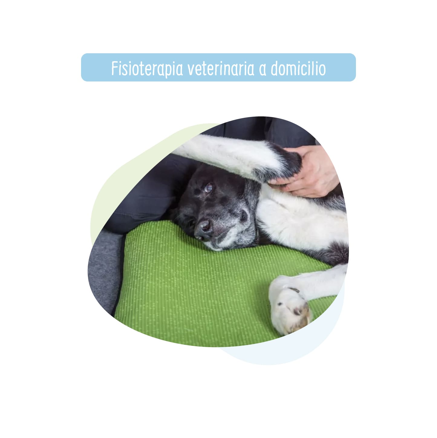 Fisioterapia para Perro y Gato a Domicilio