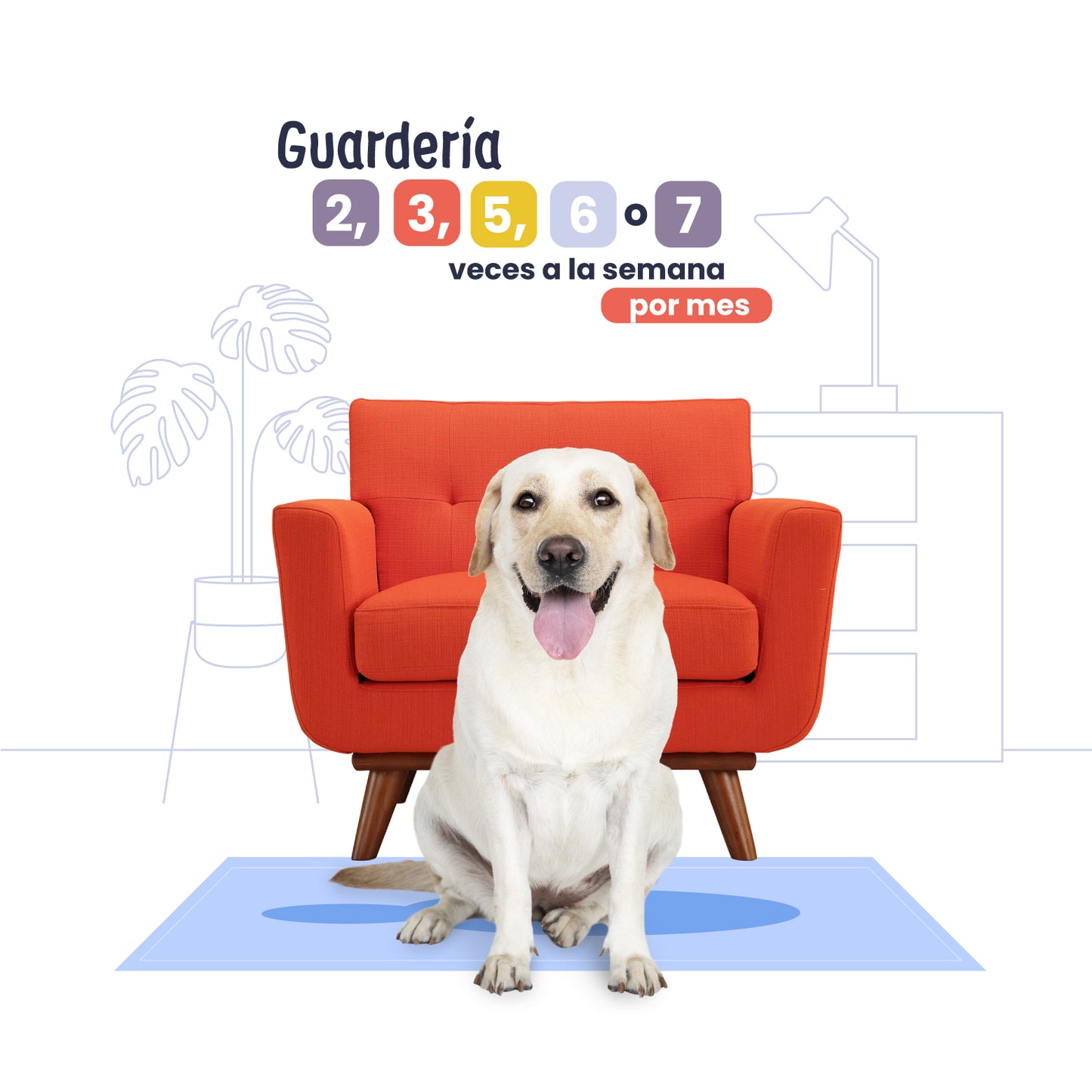 Guardería para Perros en Rutina en CDMX | Cuidadores sin jaulas | Petzer