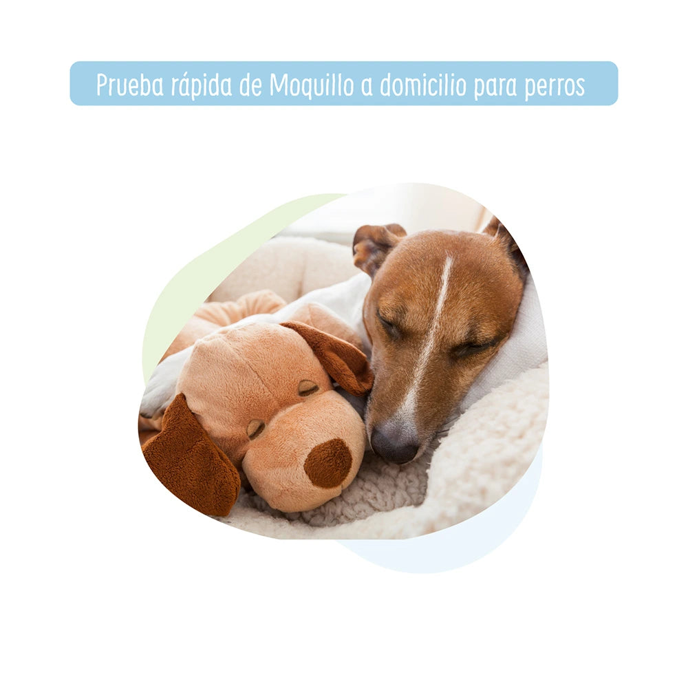 Prueba rápida de Moquillo a Domicilio para Perros