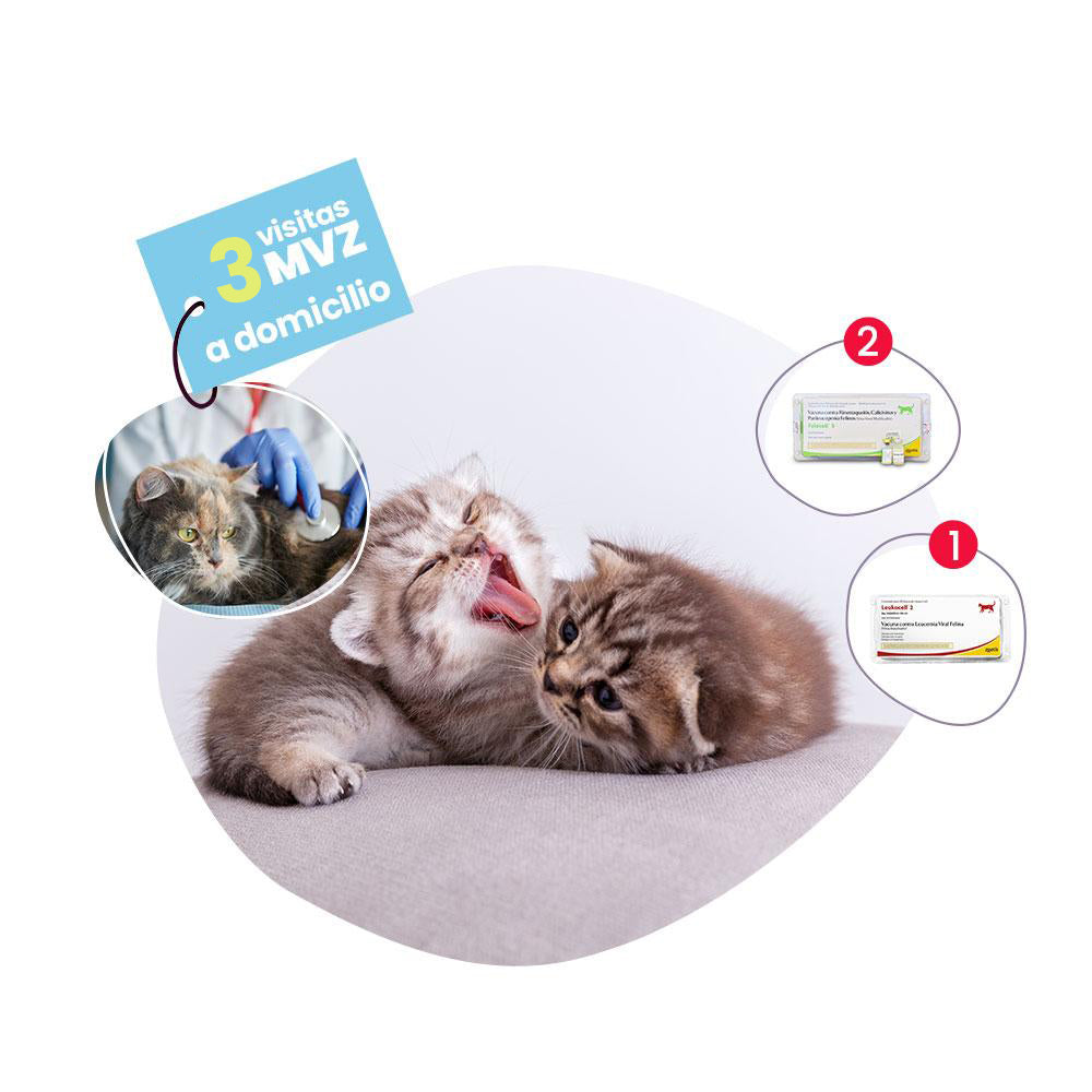 Vacunación & Desparasitación a Domicilio para Gato Cachorro | Dosis Inicial