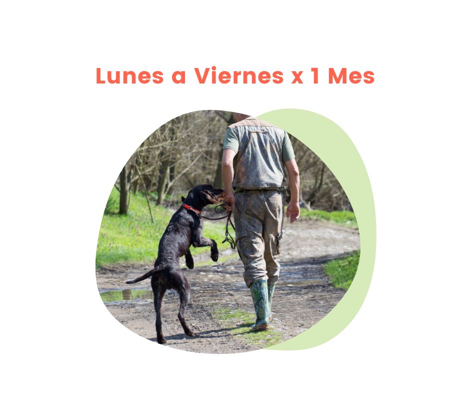 Paseos para Perro por 1 hora de Lunes a Viernes x 1 Mes | Paseos para Perros CDMX | Petzer