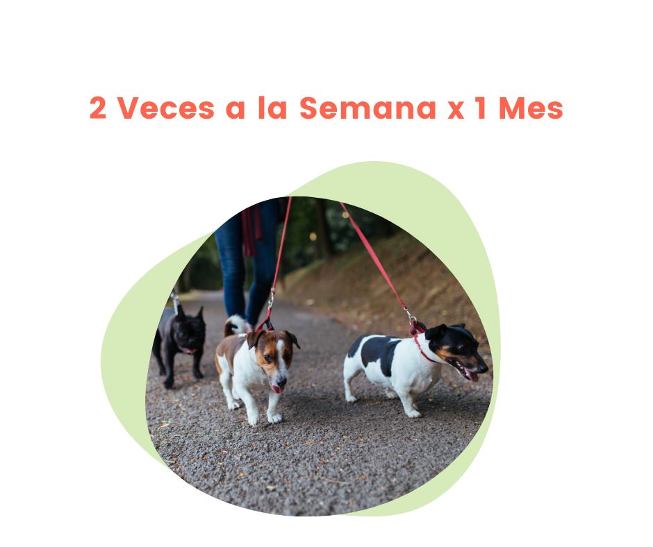 Paseos para Perro por 1 hora 2 veces a la semana x 1 Mes | Paseos para perros | Petzer