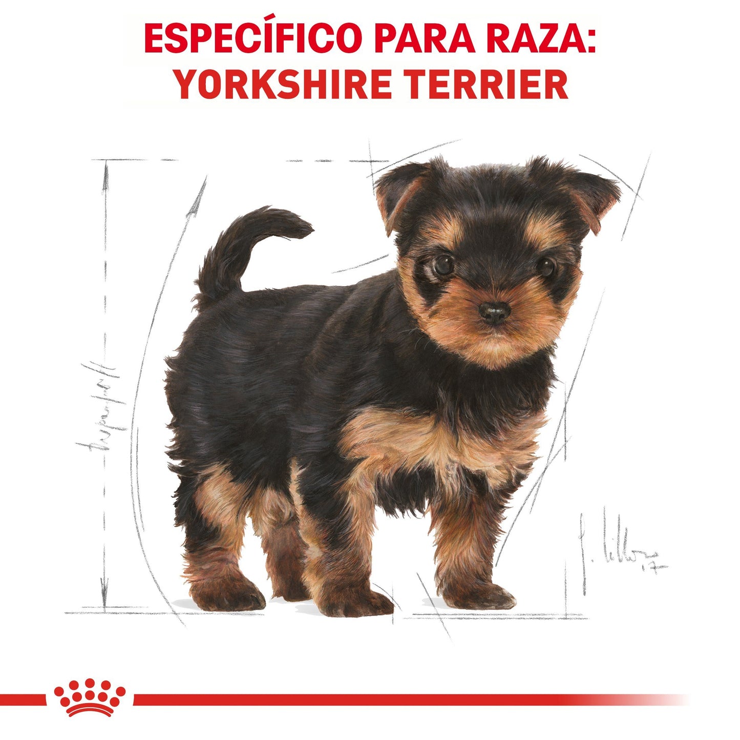 Bulto de Croquetas Perro Cachorro Royal Canin Yorkshire 1.1kg | Alimento Seco Para Perros | Disponible en Petzer.mx