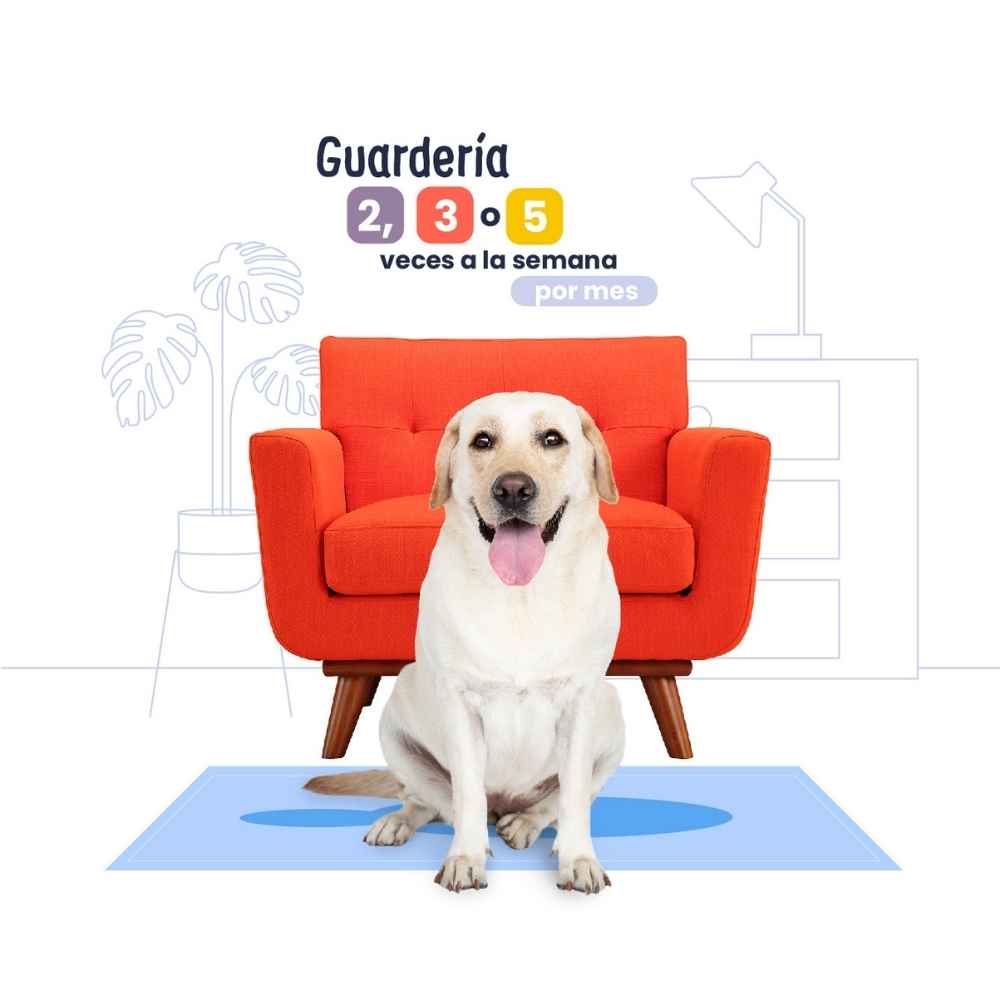 Guardería para Perros en Querétaro | Guardería sin jaulas | Petzer