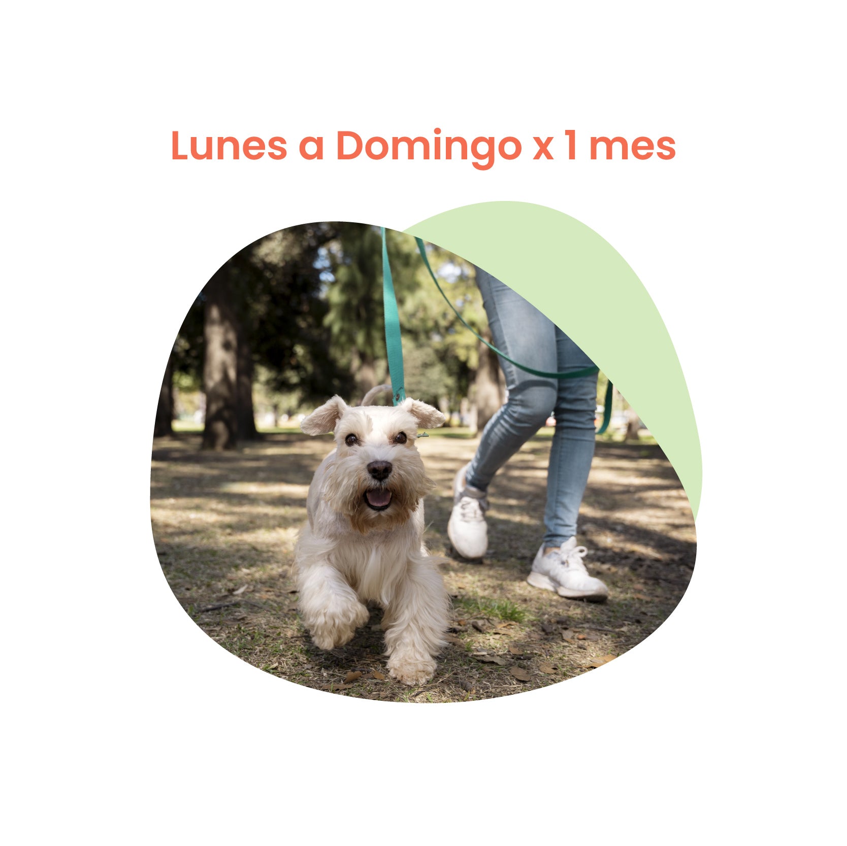 necesitas entrenamiento para ser un paseador de perros