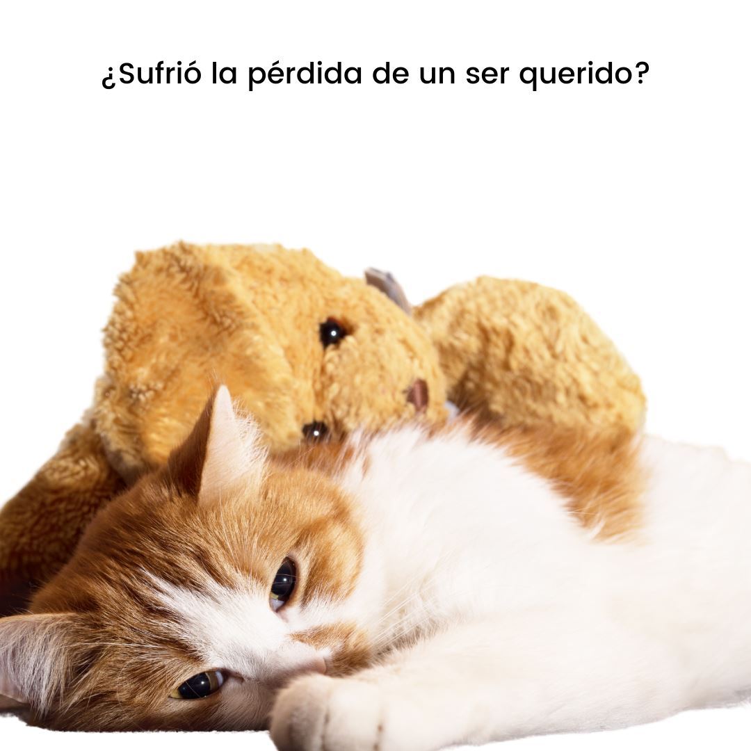 Entrenamiento Básico de Adiestramiento de Perros y Gatos a Domicilio en CDMX | 5 sesiones |Adiestradores & Etólogos | Petzer