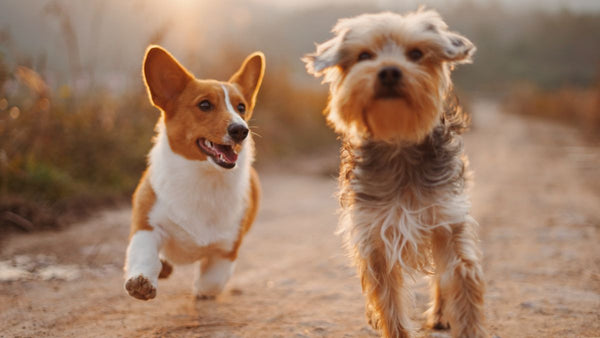 5 Actividades Divertidas que Puedes hacer con tu perro en el verano