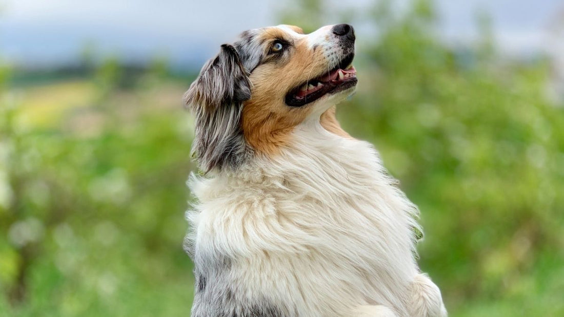 ¿Cómo Cortarle el Pelo a un Perro?