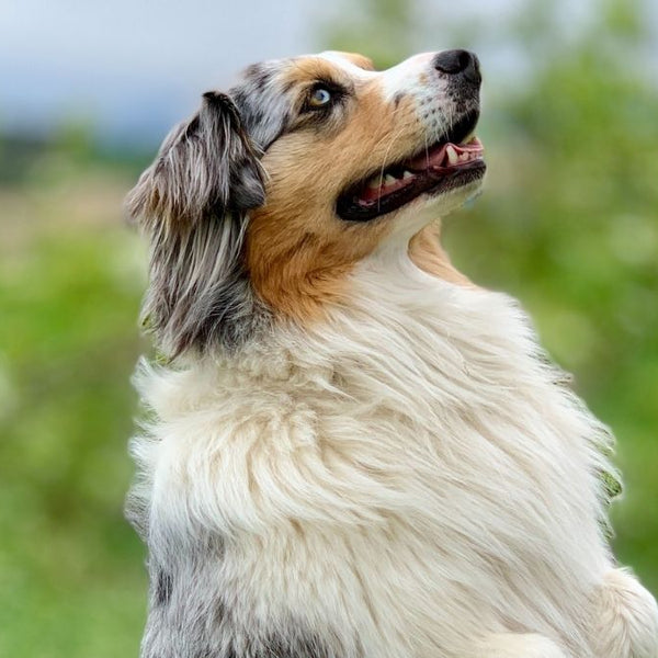 Puedo cortar el pelo a discount mi perro con mi máquina