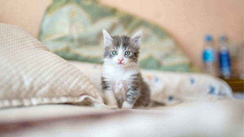 7 Tips de alimentación para gatos - Petzer
