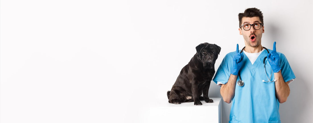 Consulta veterinaria a domicilio en Playa del Carmen para perros y gatos sin traslados ni estrés.