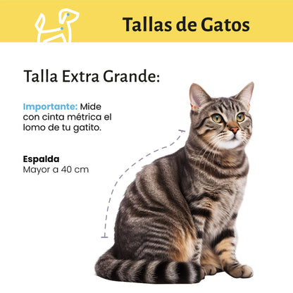 Baño a Domicilio para Gato Gigante de Pelo Corto | CDMX