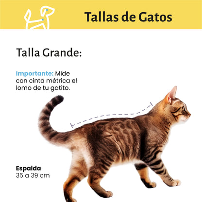 Baño a Domicilio para Gato Grande de Pelo Corto | CDMX