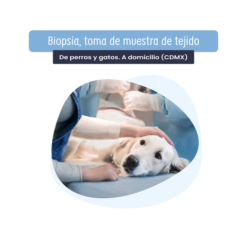 Biopsia para perros y gatos | Servicios de salud a domicilio para mascotas en CDMX | Disponible en Petzer