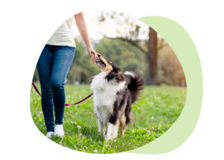 Paseos para Perro por 5 Horas Diarias de Lunes a Viernes