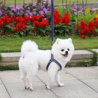 Pechero para Perro Pequeño con Correa Azul Metálico