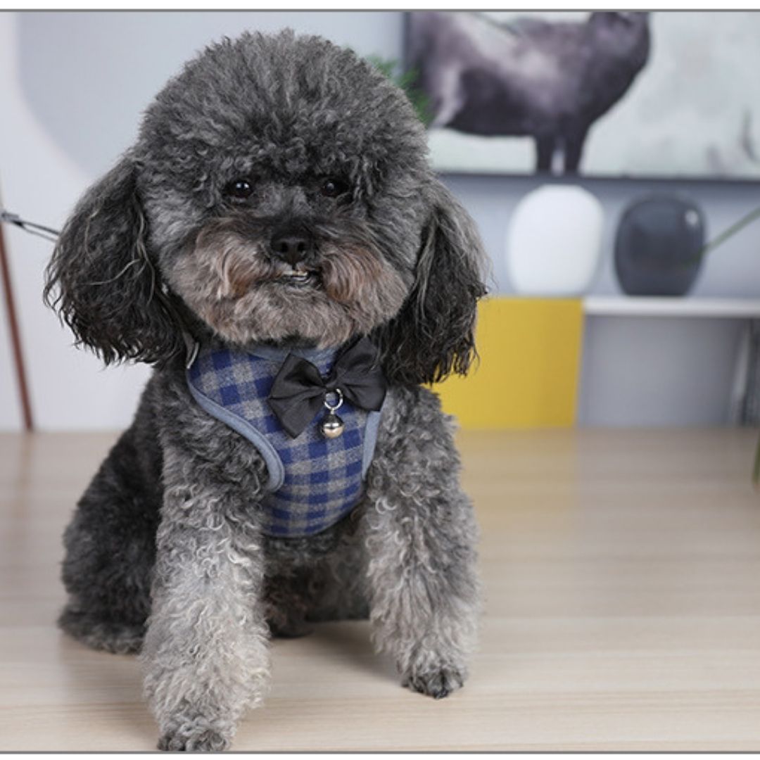 Pechero para perro con correa de cuadros azul con gris