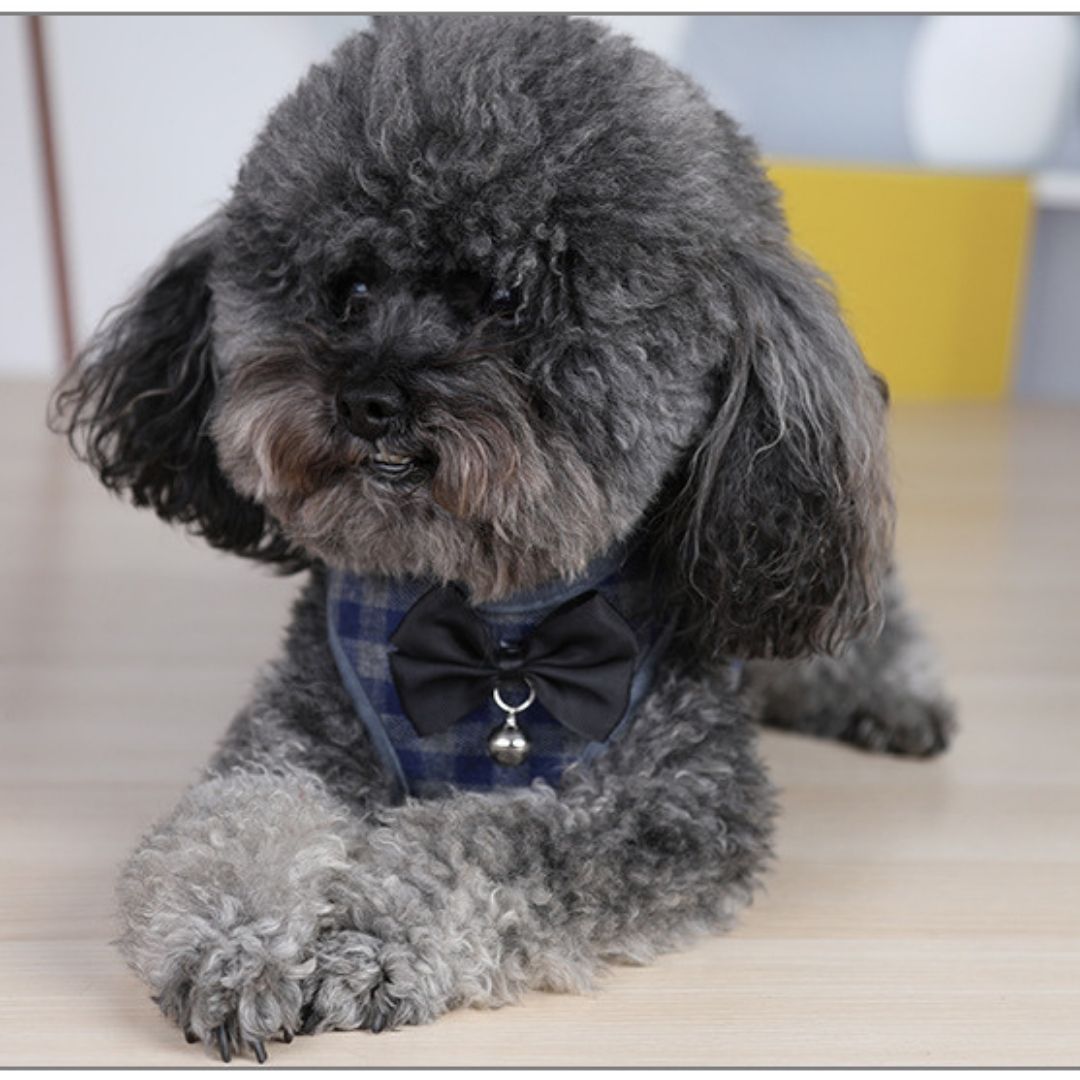 Pechero para perro con correa de cuadros azul con gris