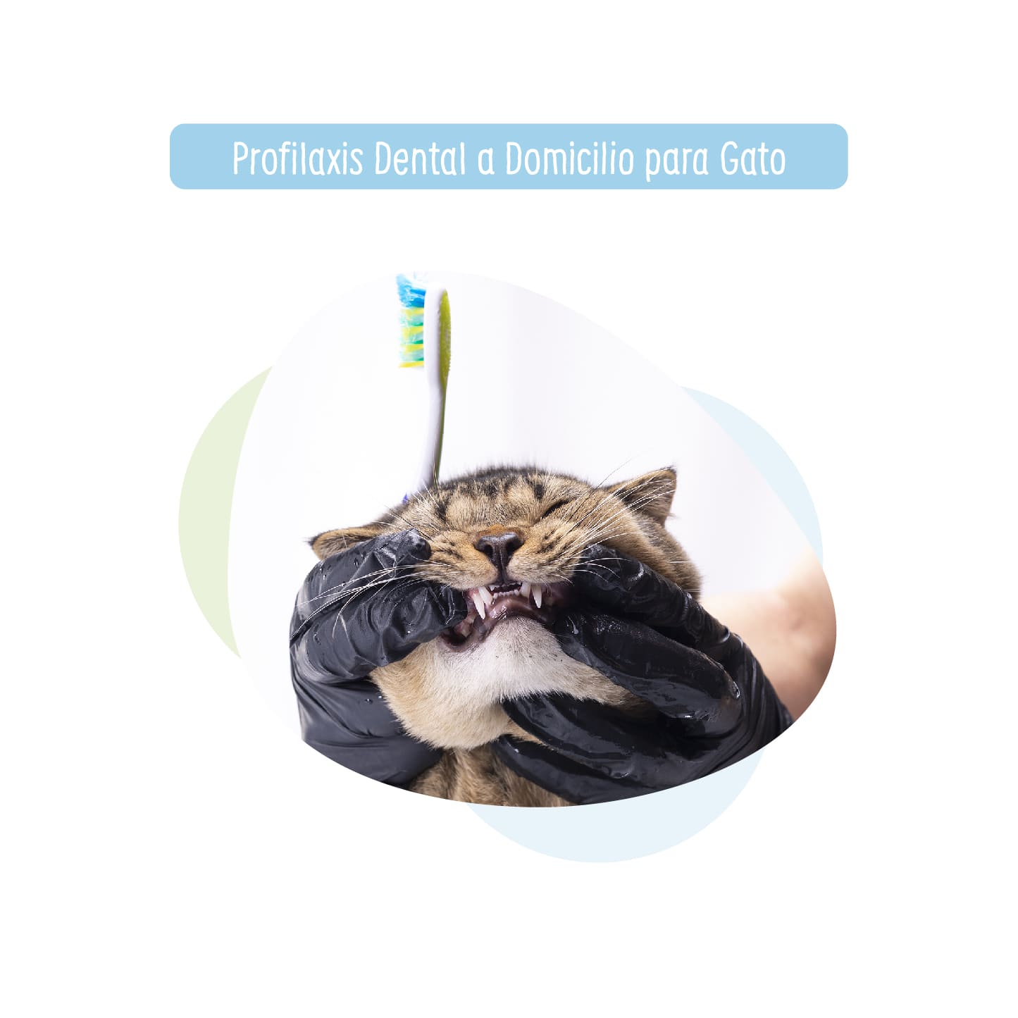 Profilaxis Dental a Domicilio para Gato