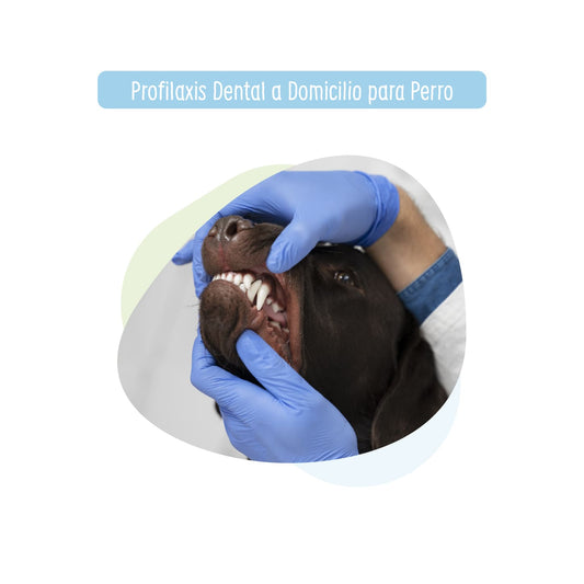 Profilaxis Dental a Domicilio para Perro