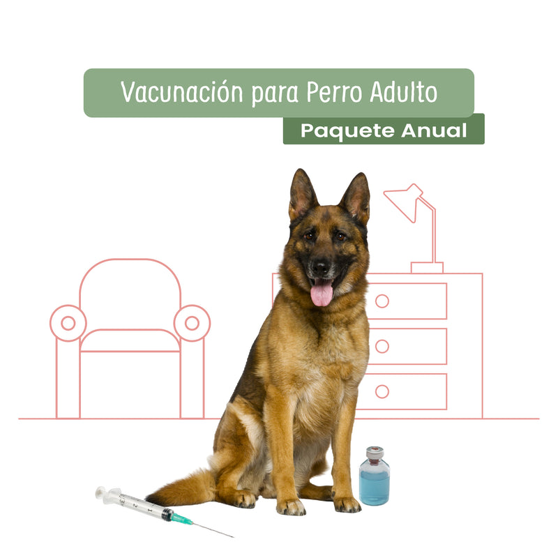 Vacunación Anual a domicilio para Perro Adulto | Servicios de salud a domicilio para mascotas | Petzer