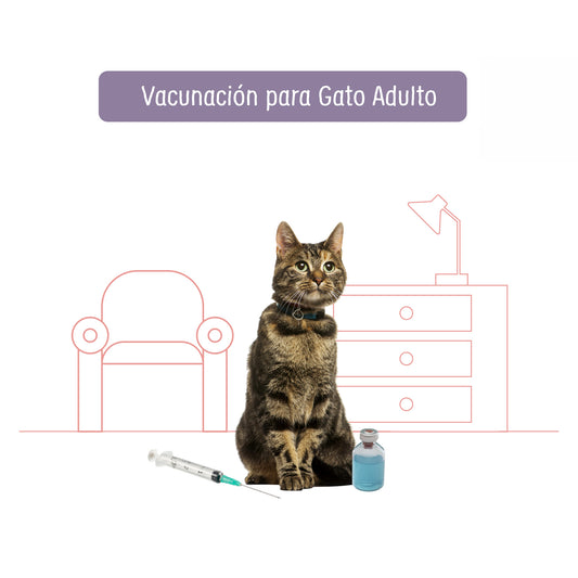 Vacunación & Desparasitación a Domicilio para Gato Adulto