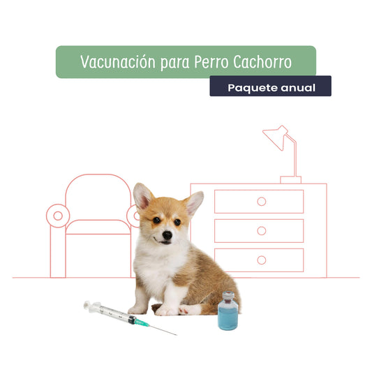 Vacunación Anual a Domicilio para Perro Cachorro | Servicios de salud a domicilio para perro | Petzer