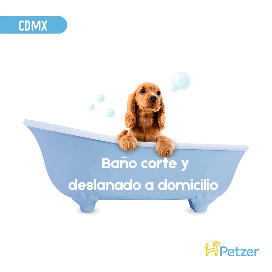 Perro recibiendo baño, corte y deslanado a domicilio en CDMX