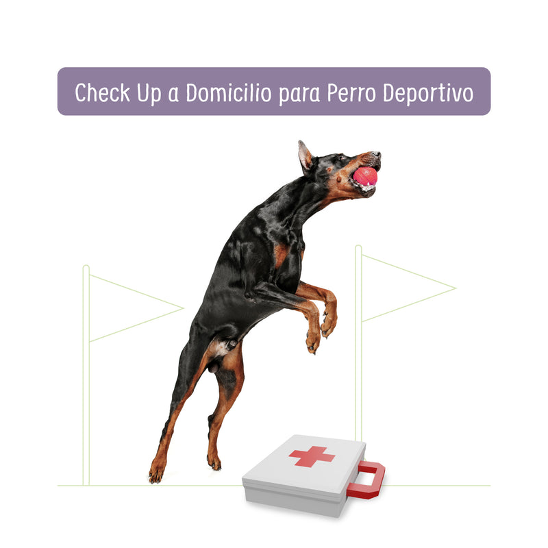 Check Up a Domicilio para Perro Deportivo | Servicios de salud a domicilio | Petzer