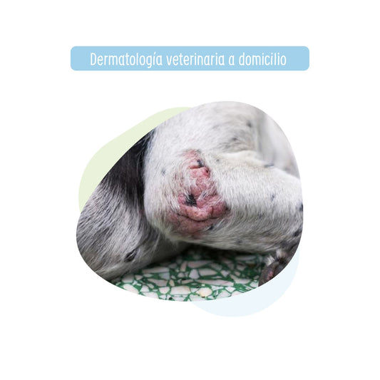 Especialidad Veterinaria: Medico Dermatologo para Perro y Gato a Domicilio