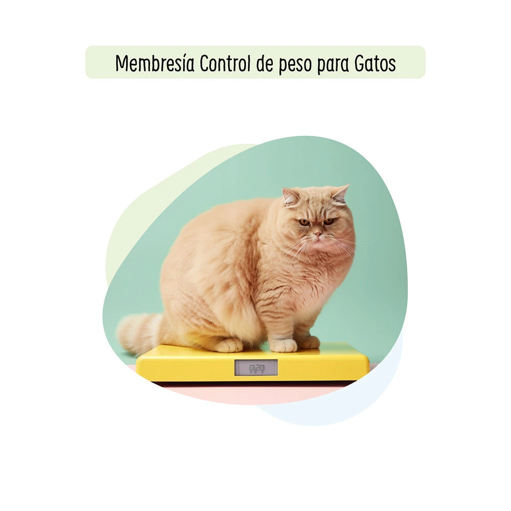 Membresía Control de Peso para Gatos