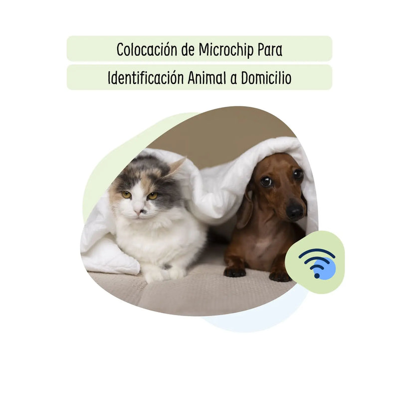 Colocación de Microchip Para Identificación Animal a Domicilio