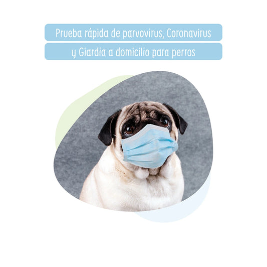 Prueba rápida de parvovirus canino, Coronavirus y Giardia a domicilio para perros