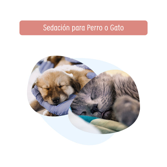 Sedación para Procedimiento Médico para Perro o Gato | Servicios de salud a domicilio para mascotas | Petzer