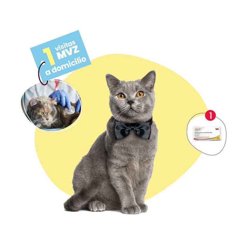 Vacunación Anual a Domicilio para Gato Adulto Contra Leucemia Felina | Servicios de salud a domicilio para mascotas | Petzer