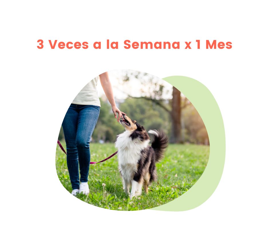 Paseos para Perro de 1 hora 3 veces a la semana x 1 Mes | Paseos para mascotas | Petzer