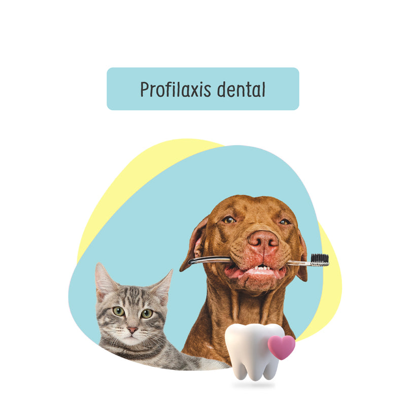 Profilaxis Dental a Domicilio para Perro y Gato CDMX | Servicio de salud a domicilio para mascotas | Petzer